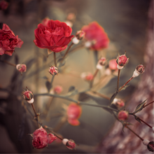 Load image into Gallery viewer, The Secret Garden ~ Spring Yarn and Book Box (In Stock)
