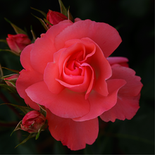 Load image into Gallery viewer, The Secret Garden ~ Spring Yarn and Book Box (In Stock)
