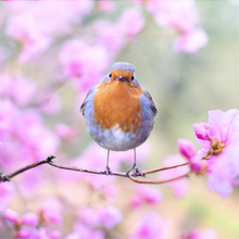 Load image into Gallery viewer, The Secret Garden ~ Spring Yarn and Book Box (In Stock)
