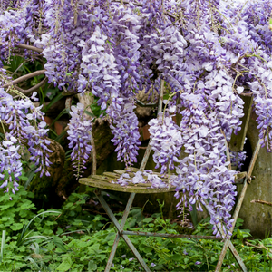 The Secret Garden ~ Spring Yarn and Book Box (In Stock)