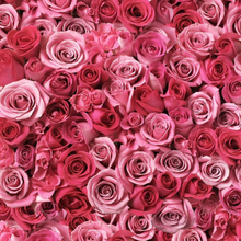 Load image into Gallery viewer, La Vie En Rose - Weekly Advent (4 x 100g skeins)
