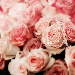 La Vie En Rose - Weekly Advent (4 x 100g skeins)