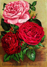 Load image into Gallery viewer, La Vie En Rose - Weekly Advent (4 x 100g skeins)
