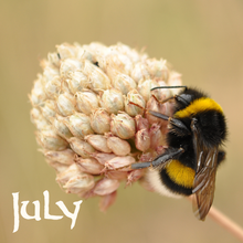 Load image into Gallery viewer, Almanac Yarn Club
