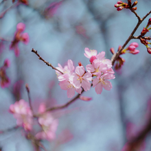 Load image into Gallery viewer, Almanac Yarn Club
