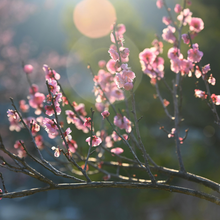 Load image into Gallery viewer, Almanac Yarn Club
